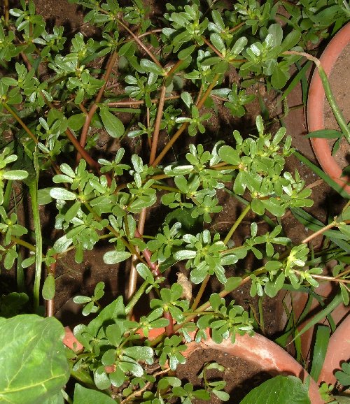 Piantine Di Portulaca Online / Portulaca Grandiflora ...